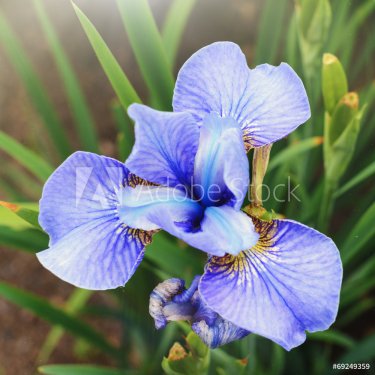 purple iris flower - 901142884