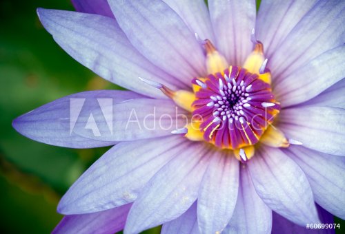 purple lotus - 901142670