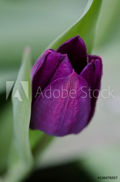 Purple Tulip Macro