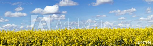 Rapeseed field panoramic landscape - 901143242