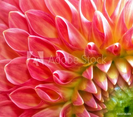 Red and pink fresh Dahlia flower close-up. - 901149039