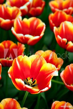 red and yellow tulip - 901138290