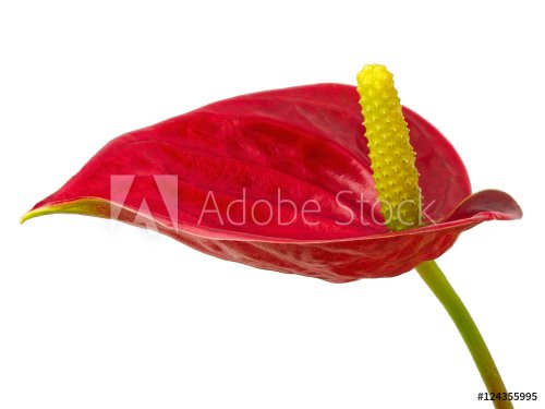 Red Anthurium against a white background #1