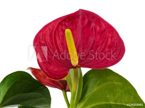 Red Anthurium against a white background #3 - 901149023