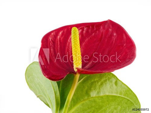 Red Anthurium against a white background #4 - 901149025