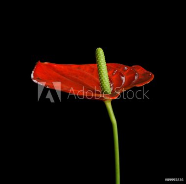 Red Anthurium, also known as tailflower, flamingo flower and laceleaf