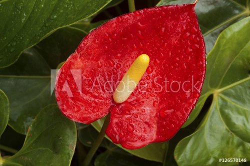 Red Anthurium Flower and Leaves Covered in Raindrops - 901149022