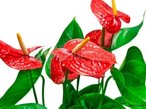 Red anthurium flower isolated on white background - 901149029