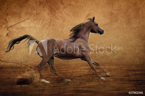 Red arabian horse  runs gallop in dust arena - 900458893