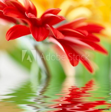 Red daisy-gerbera with soft focus reflected in the water. - 900134109