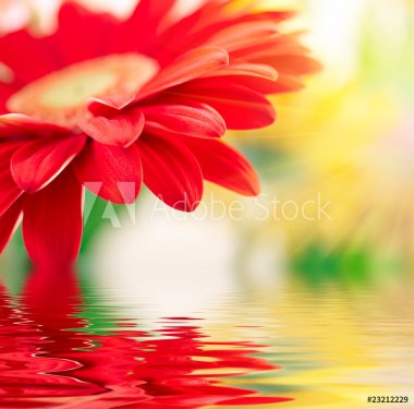 Red daisy-gerbera with soft focus reflected in the water - 900136507