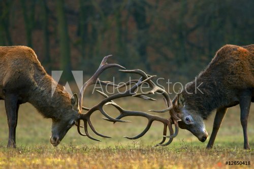 Red deer fight - 901151323
