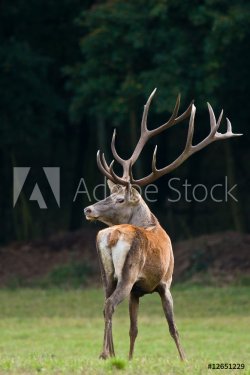 Red deer looks back on a meadow - 901151328