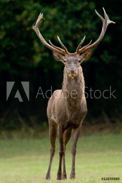Red deer on a meadow looks into camera