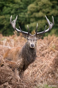 Red deer stag during rutting season in Autumn - 901151392