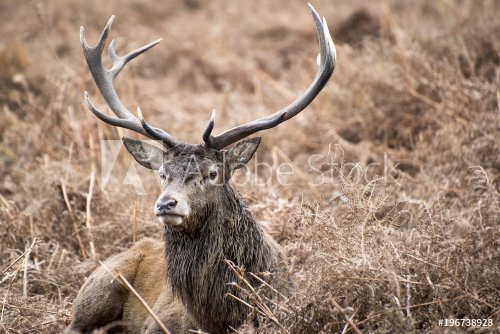 Red deer stag in Richmond Park during the rutting season - 901151391