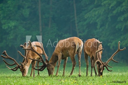 Red deers grazing on a meadow - 901151326