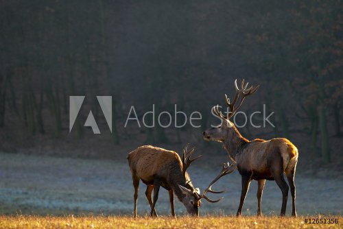 Red deers on a meadow - 901151325