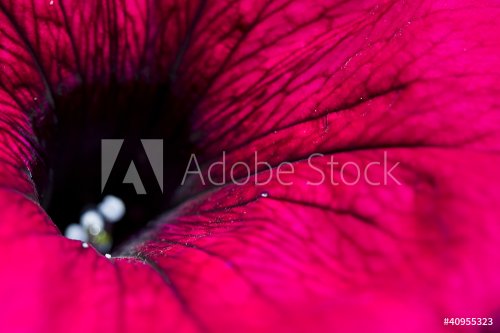 Red flower - lilium -  macro
