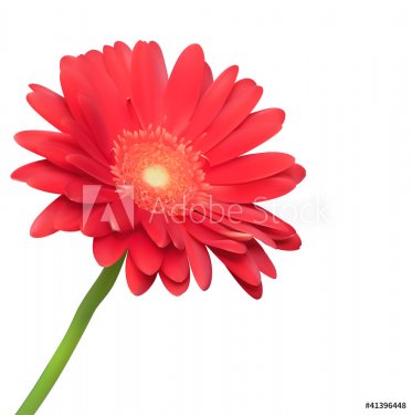 Red flower on white background