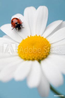 red ladybird on white margarita daisy on turquoise background - 900437110
