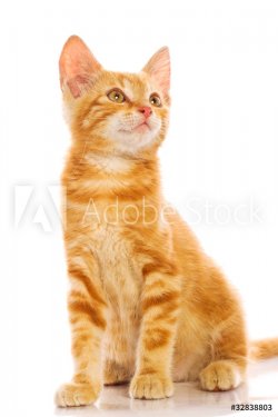 Red little cat - 900131858