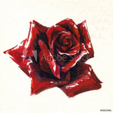 Red rose watercolor painted - 901153780