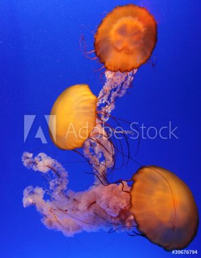red sea jellies in Hong Kong Ocean Park - 900439898