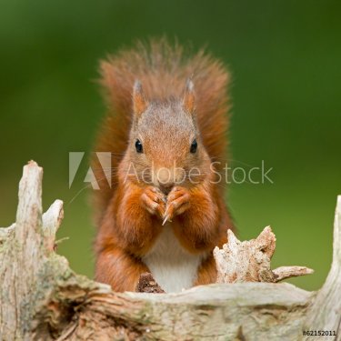 Red Squirrel - 901143727