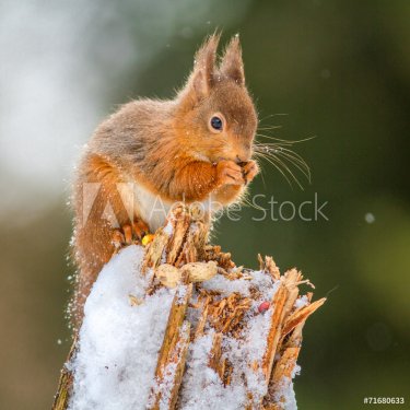 Red Squirrel feeding in English forest - 901143779