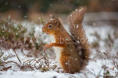 Red Squirrel in alert posture - 901143776