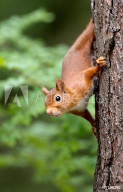 Red Squirrel in the forest - 901143728