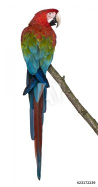 Red-and-green Macaw perching on branch i