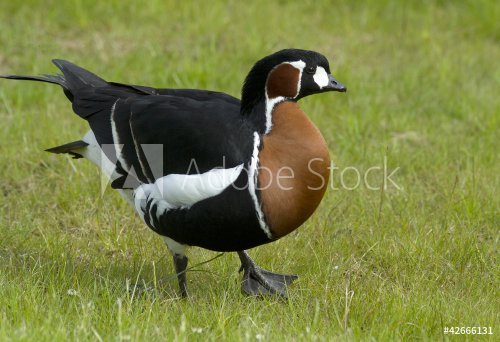 Red-breasted goose - 900452912