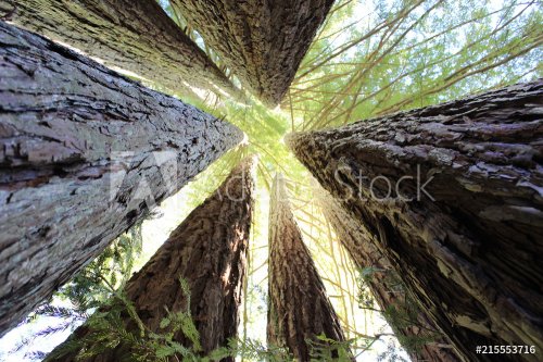 Redwood Illusion