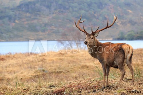 Reindeer, standing in the forest - 901143800