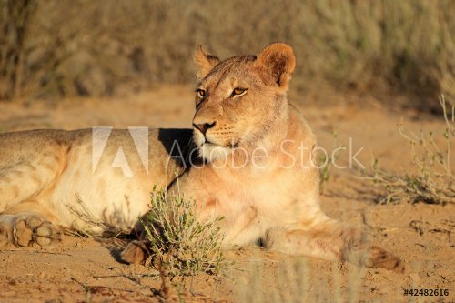 Resting lioness - 900446579