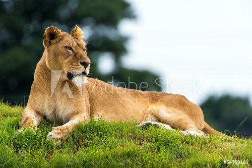 Resting Lioness - 901139355