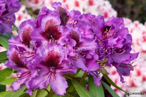 Rhododendron Hybrid Orakel, Rhododendron hybride