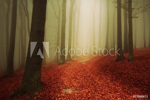 Romantic mist into the forest during autumn