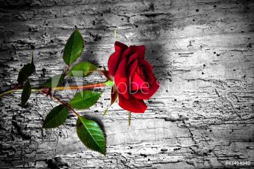 rosa rossa su fondo b/n - 901146010