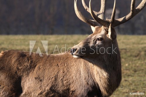 Rothirsch - Red deer - 900437070