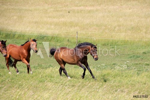 Running brown Horses in the summer Landscape