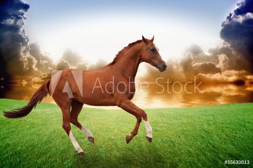 Running horse, sunset - 901154351