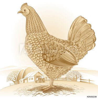 Rural chicken - 900458474