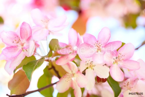 Sakura flowers blooming - 900738585