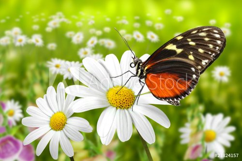 Schmetterling 104 - 900097996