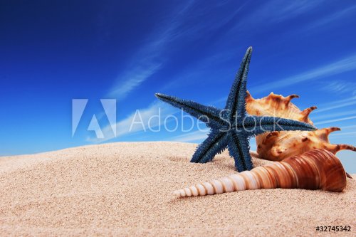 Sea shells on beach - 900439897