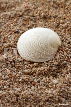 Seashell - 900453954