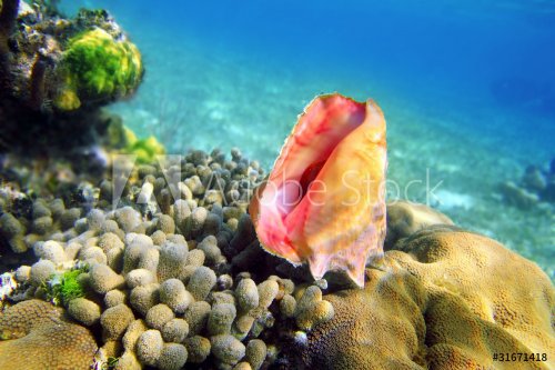 Seashell in caribbean reef colorful sea Mayan Riviera - 900059059